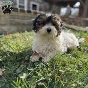 Carson, Biewer Terrier Puppy